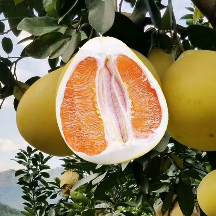 Golden honey pomelo