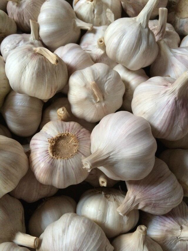 Garlic