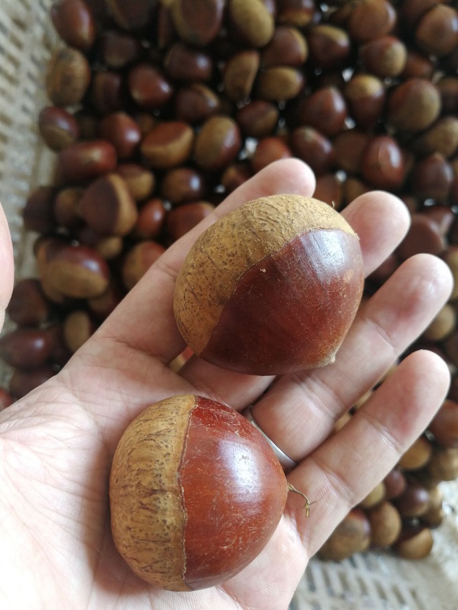 Chestnut