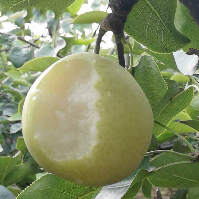 Nashi Pears