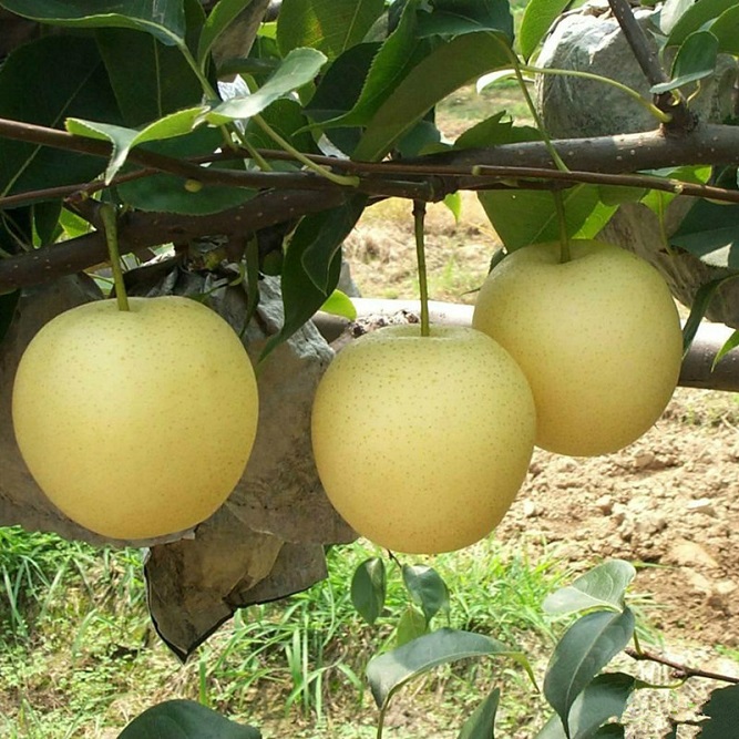 Nashi Pears